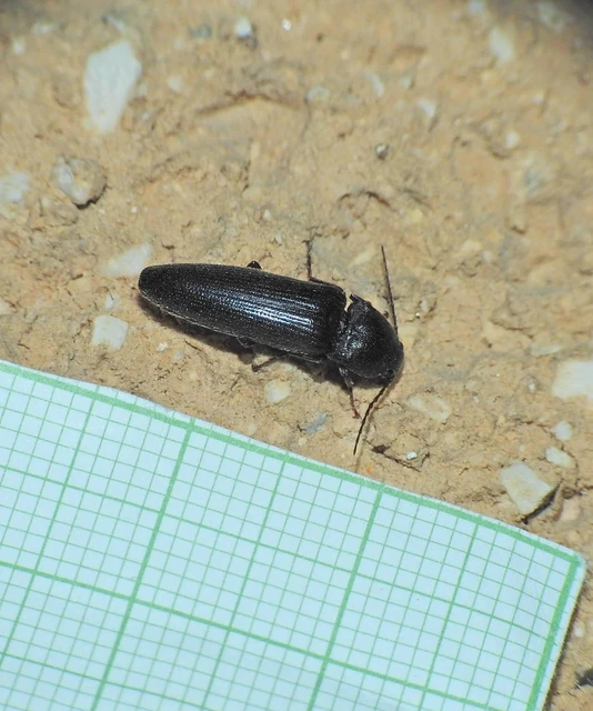 Elateridae - pattanóbogárfélék