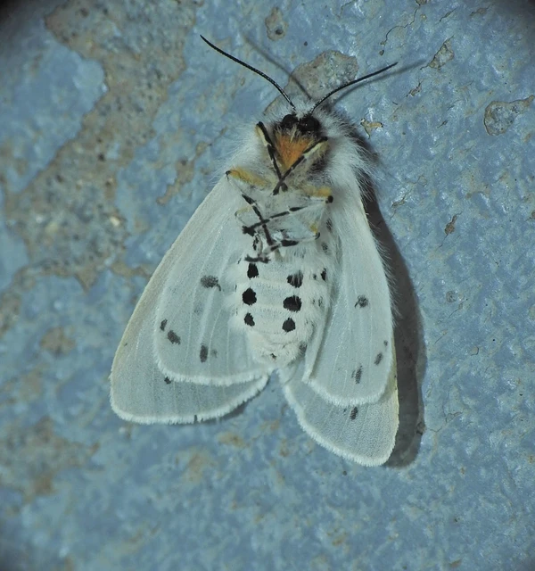 Diaphora mendica - felemás medvelepke