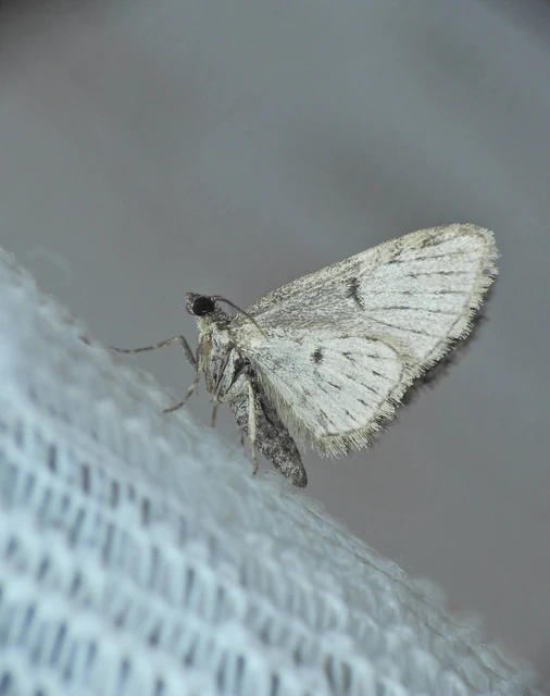 Eupithecia dodoneata - tölgy-törpearaszoló