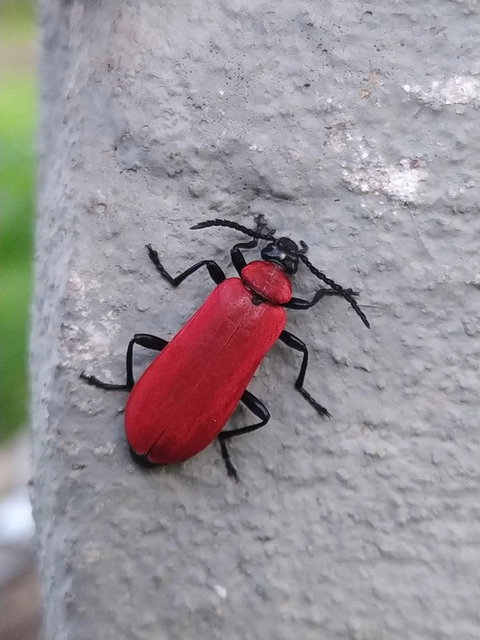 Pyrochroa coccinea - nagy bíborbogár