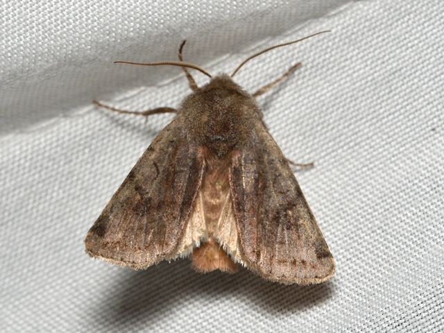 Cerastis rubricosa - vörhenyes tavaszibagoly