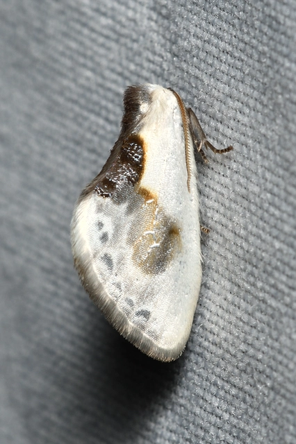 Cilix glaucata - törpe sarlósszövő