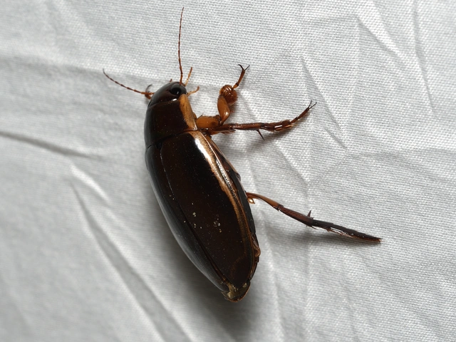 Dytiscus dimidiatus - tompacsípős csíkbogár