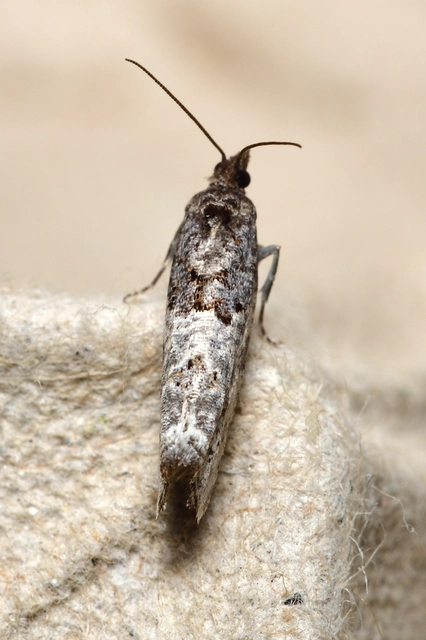Phaneta pauperana - gyepűrózsa-tükrösmoly
