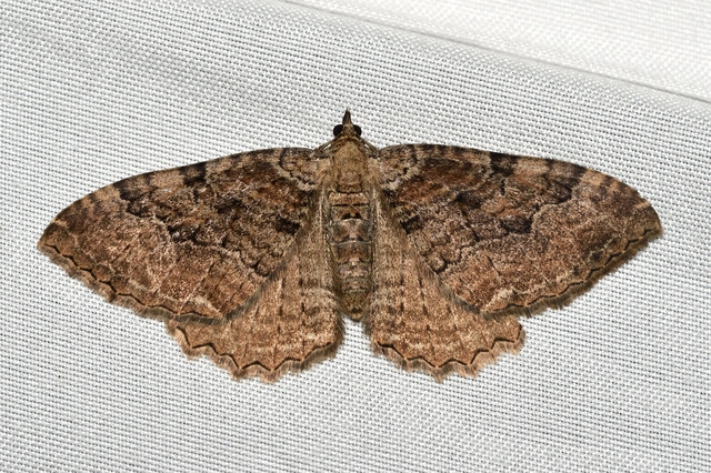 Hydria cervinalis - őzbarna araszoló