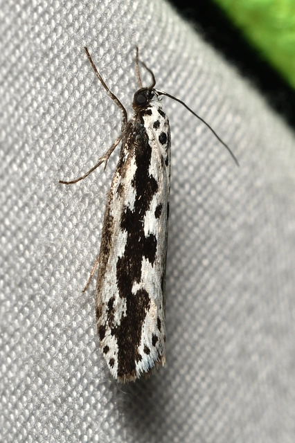 Ethmia
