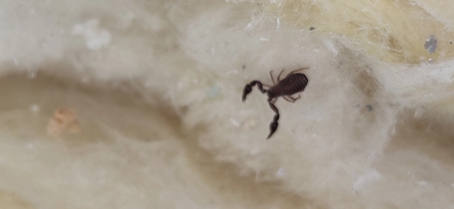 Pseudoscorpionida - Álskorpiók