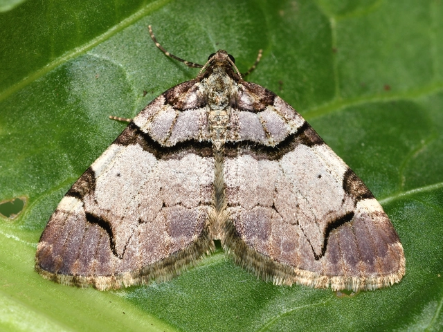 Anticlea derivata - vadrózsa-tarkaaraszoló