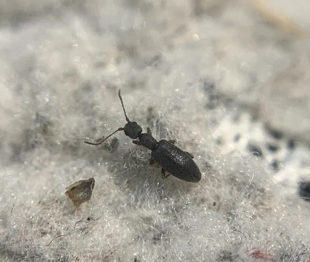 Endomia tenuicollis - keskenynyakú fürgebogár