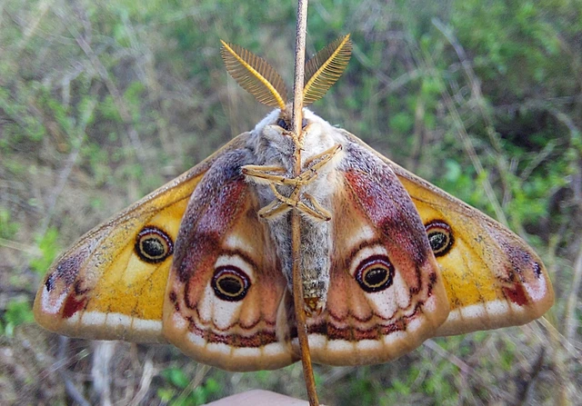 Saturnia pavoniella/pavonia
