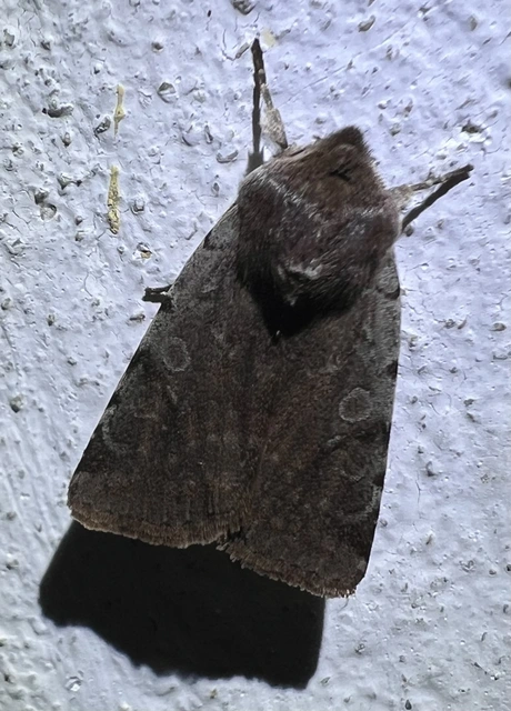 Cerastis rubricosa - vörhenyes tavaszibagoly