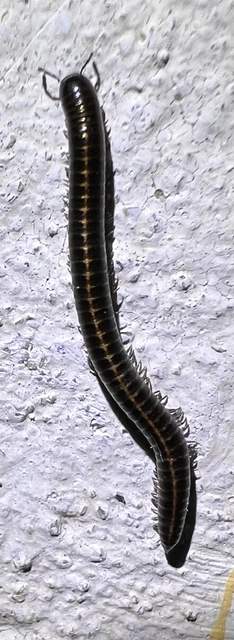 Diplopoda - Ikerszelvényesek