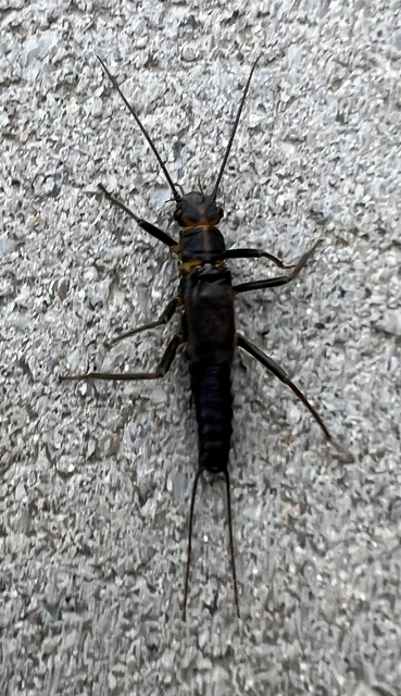 Plecoptera - Álkérészek