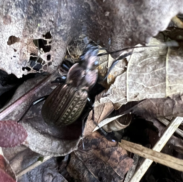 Carabus granulatus - mezei futrinka