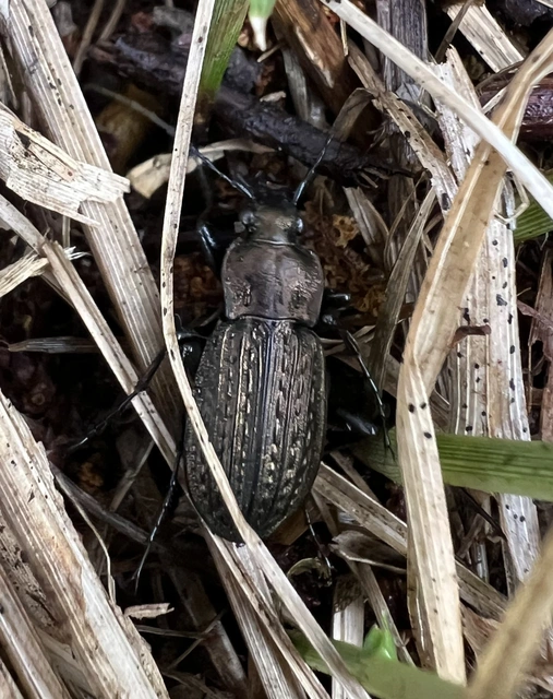Carabus granulatus - mezei futrinka