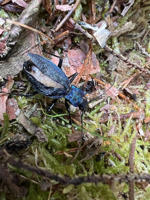 Carabus intricatus - kék laposfutrinka