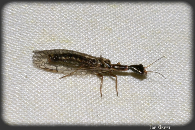 Raphidioptera - Tevenyakú-fátyolkák