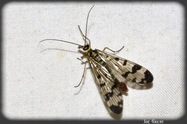 Mecoptera - Csőrösrovarok