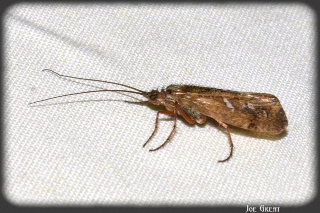Trichoptera - Tegzesek