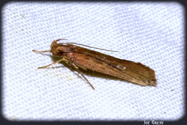 Helcystogramma