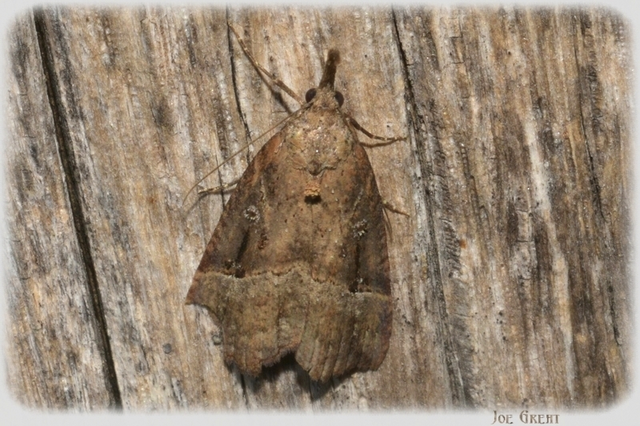 Hypena rostralis - közönséges karcsúbagoly
