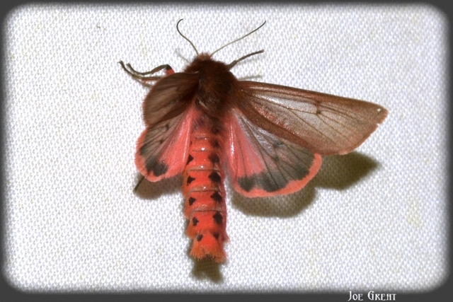 Phragmatobia fuliginosa - füstös medvelepke
