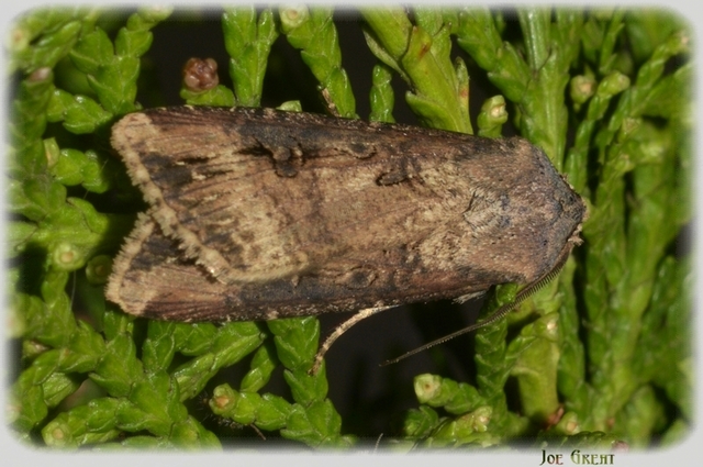 Agrotis ipsilon - nagy földibagoly