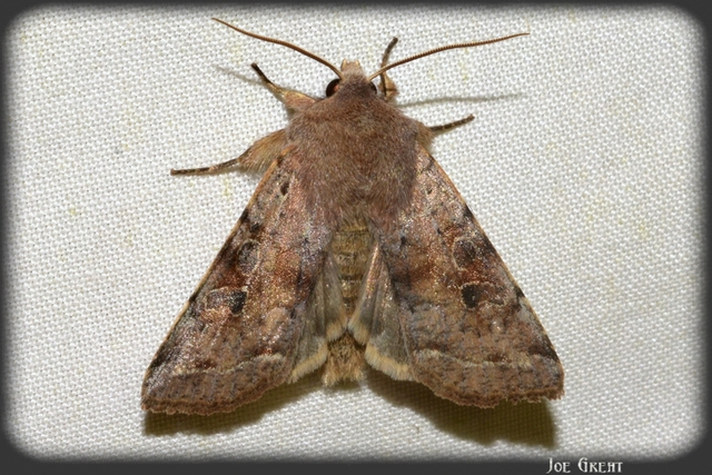 Orthosia incerta - változékony barkabagoly