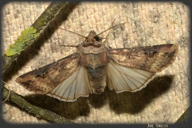 Agrotis ipsilon - nagy földibagoly