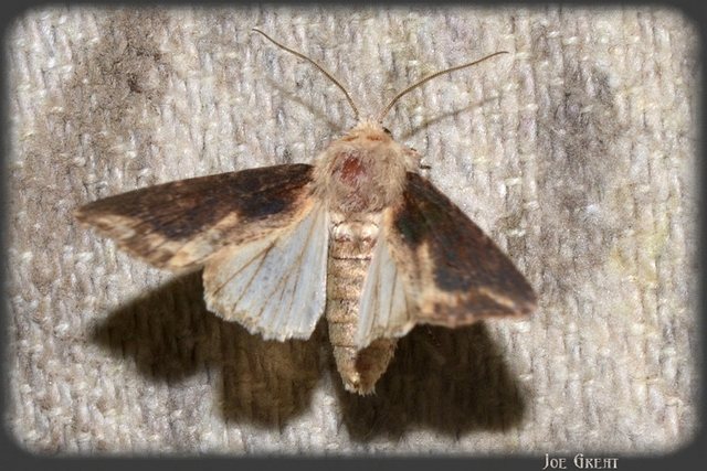 Egira conspicillaris - változékony szürkebagoly