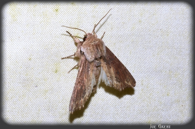 Egira conspicillaris - változékony szürkebagoly