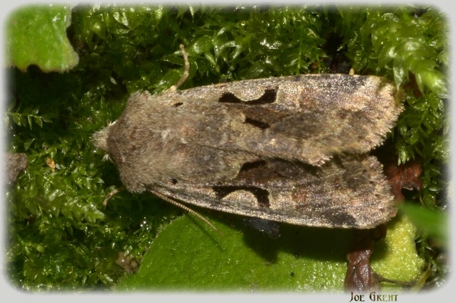 Orthosia gothica - feketefoltos barkabagoly