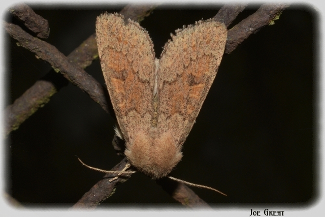 Orthosia miniosa - sárgás barkabagoly