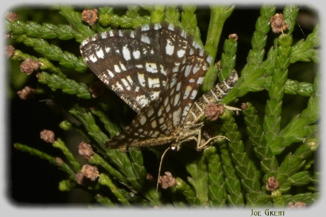 Chiasmia clathrata - rácsos rétiaraszoló