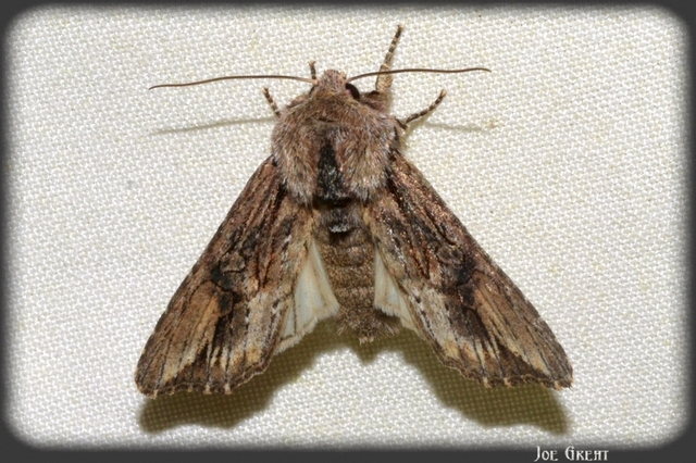 Egira conspicillaris - változékony szürkebagoly