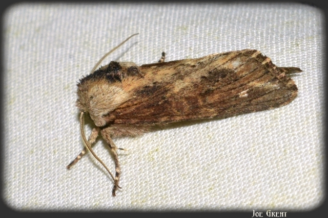 Egira conspicillaris - változékony szürkebagoly