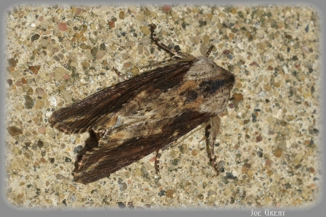 Egira conspicillaris - változékony szürkebagoly