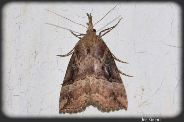 Hypena rostralis - közönséges karcsúbagoly
