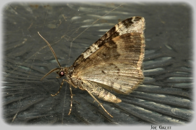 Xanthorhoe fluctuata - közönséges tarkaaraszoló