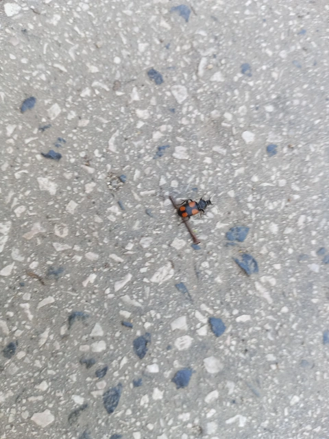 Panagaeus bipustulatus - kis keresztesfutó