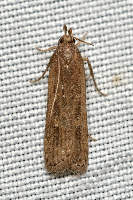 Helcystogramma triannulella - szuláksodró lápimoly