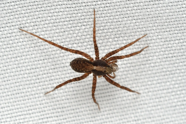 Pardosa