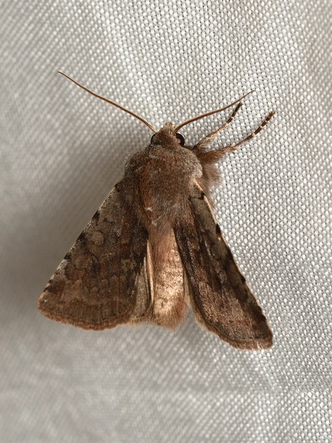 Cerastis rubricosa - vörhenyes tavaszibagoly