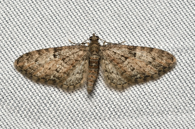 Eupithecia dodoneata - tölgy-törpearaszoló