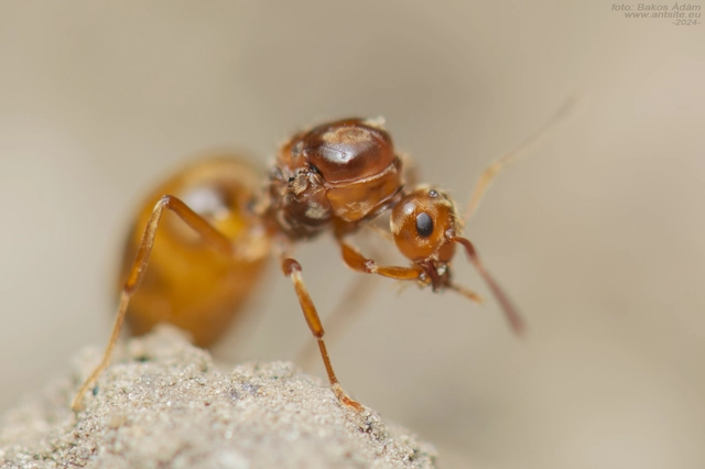 Prenolepis nitens - ragyogóhangya