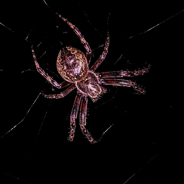 Larinioides ixobolus - ereszalji keresztespók