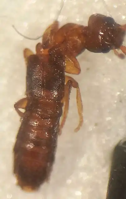 Hypomedon debilicornis