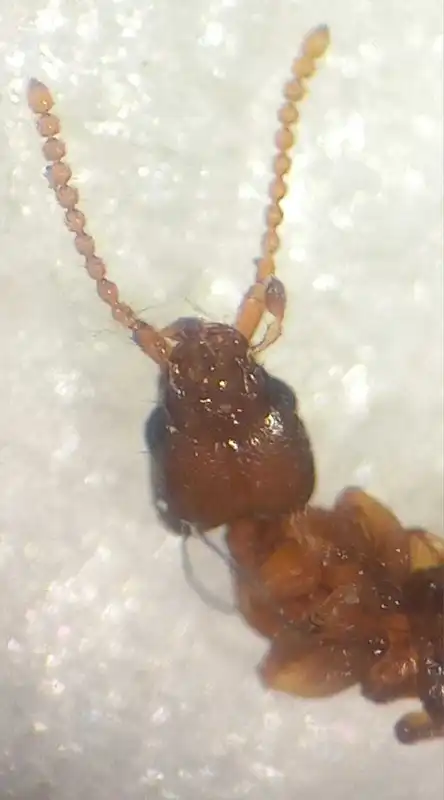 Hypomedon debilicornis