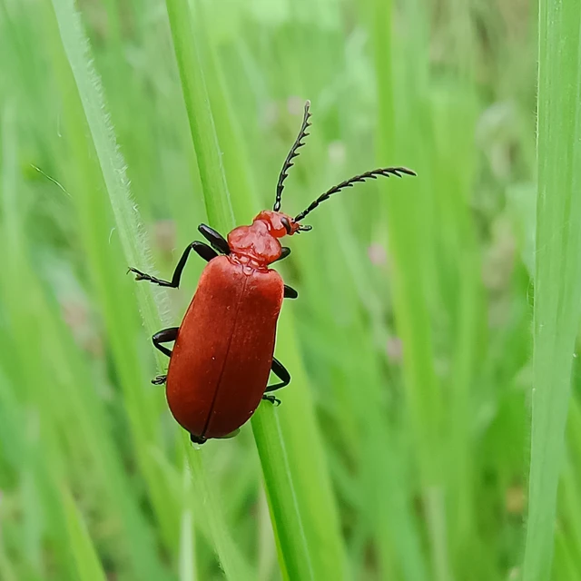 Pyrochroa serraticornis - közép-bíborbogár