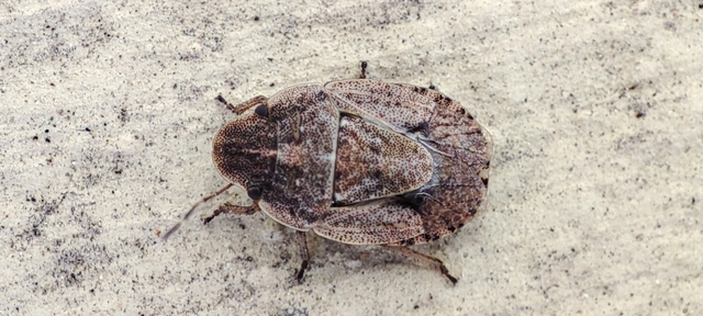Sciocoris Sciocoris